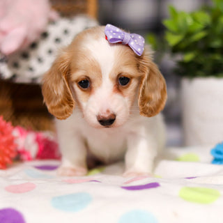 Lana - Available 3/5