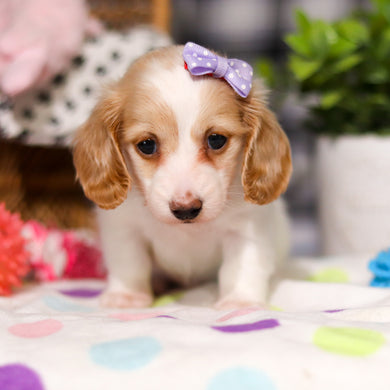 Lana - Available Now