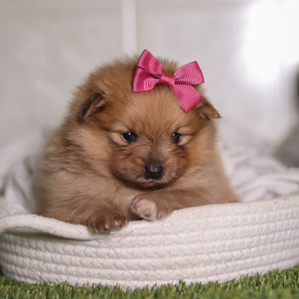 Posey - Available 2/25