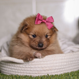 Posey - Available 2/26