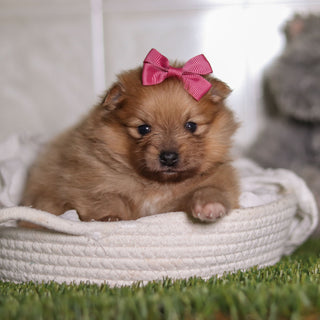 Posey - Available 2/26