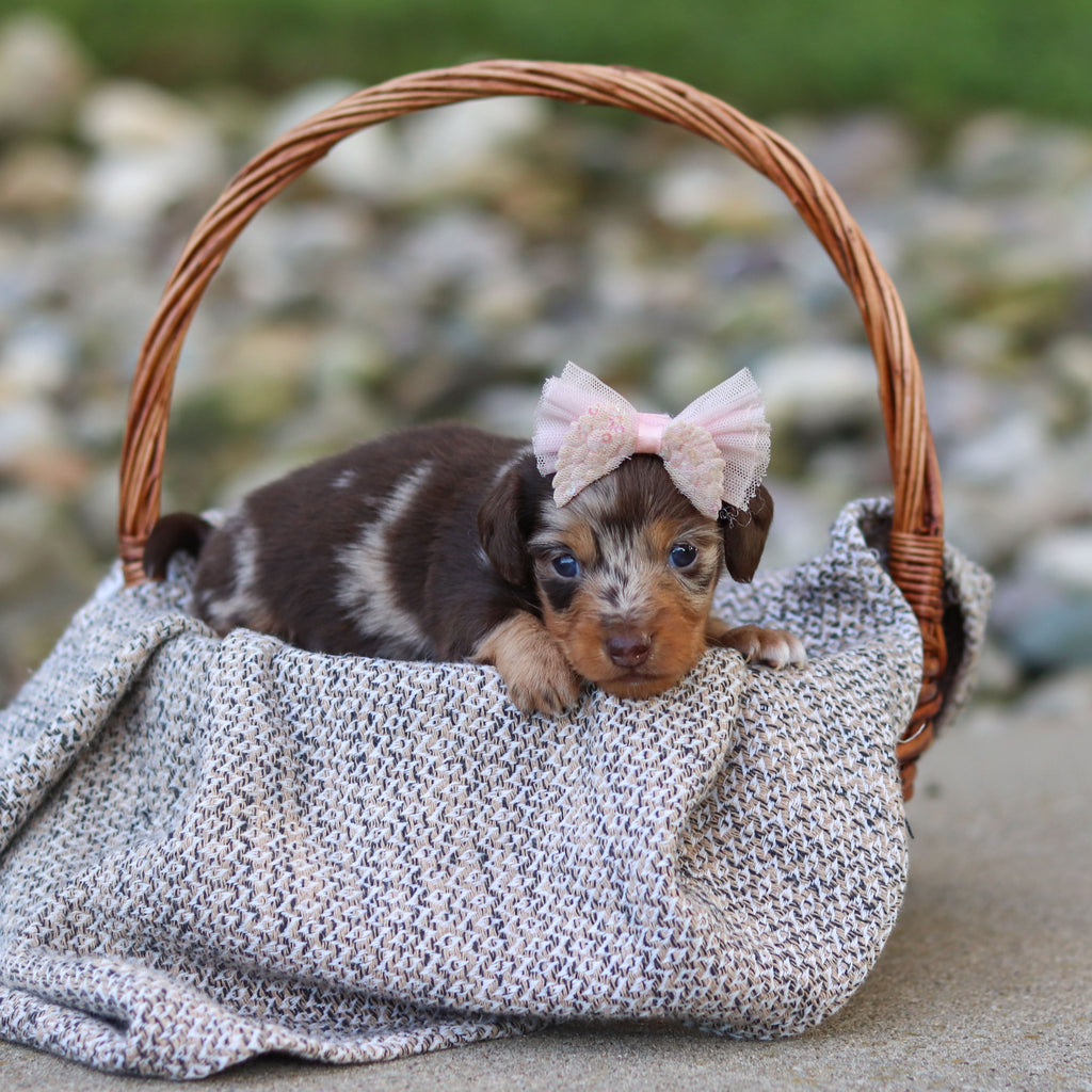 Emma - Available 9/24