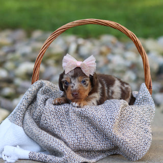 Emma - Available 9/24
