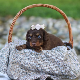 Elsa - Available 9/24
