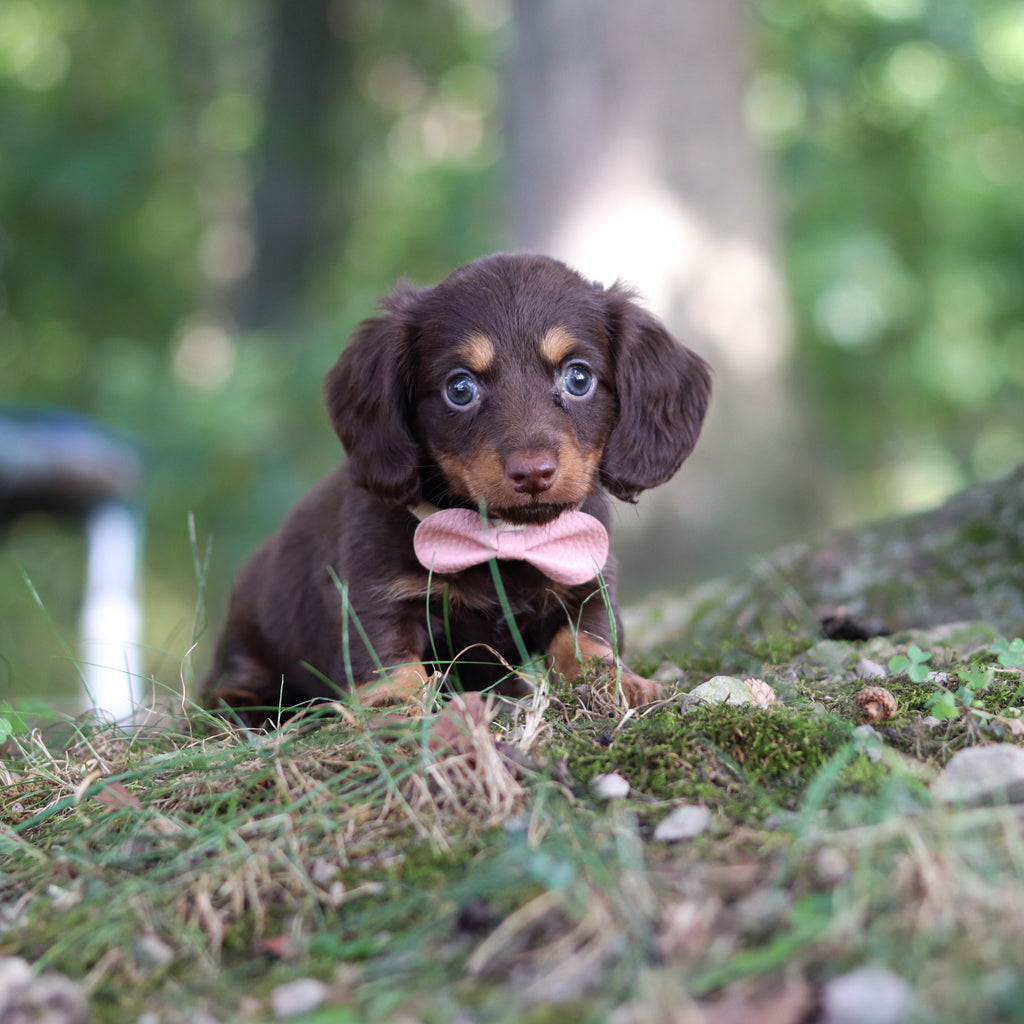 Elsa - Available Now