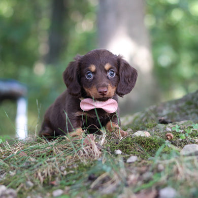 Elsa - Available Now