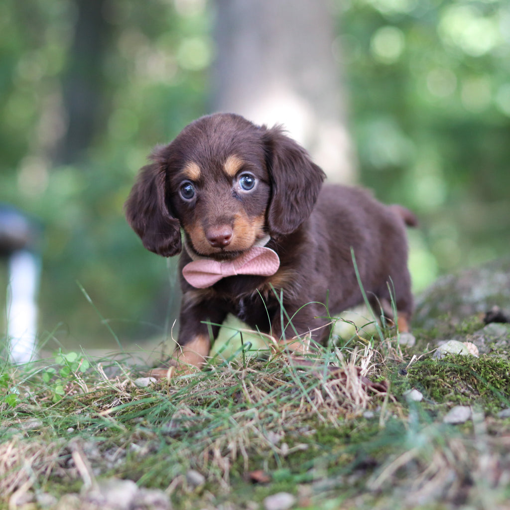 Elsa - Available Now
