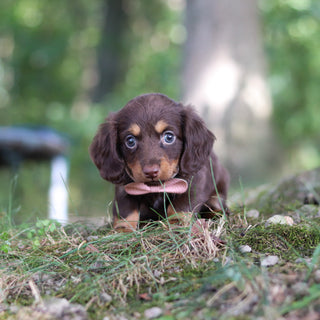 Elsa - Available Now