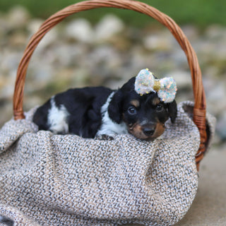 Dollie - Available 9/24
