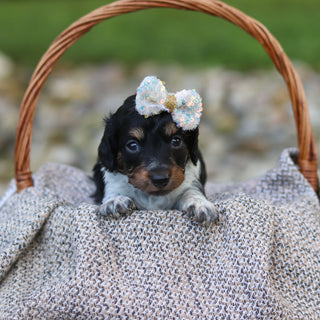 Dollie - Available 9/24