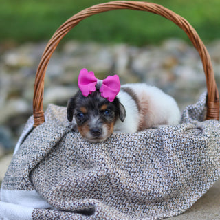 Bonnie - Available 9/24