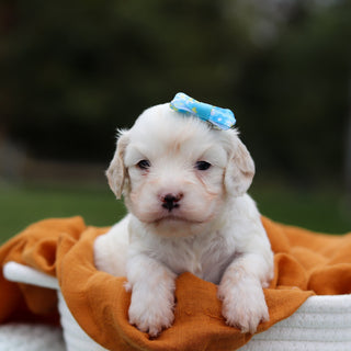 Wrinkle