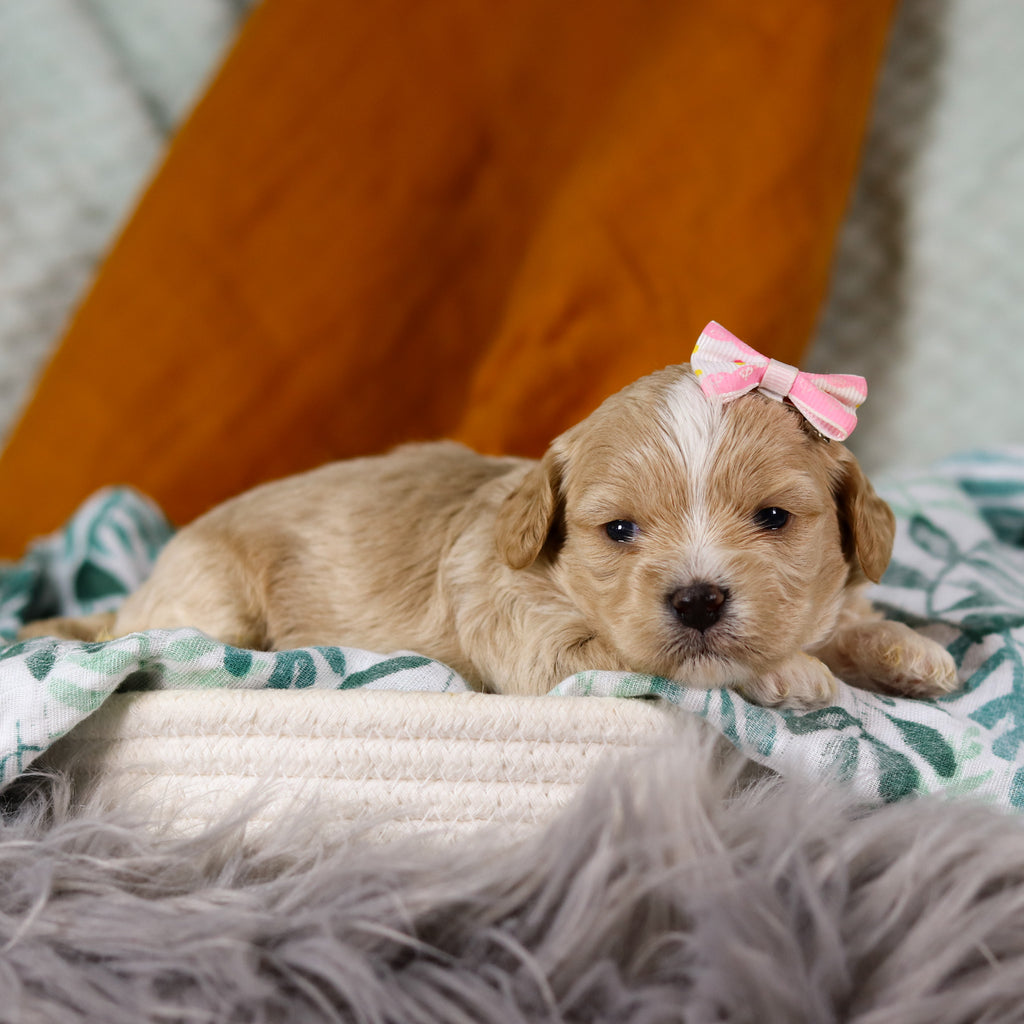 Tallulah