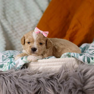 Tallulah