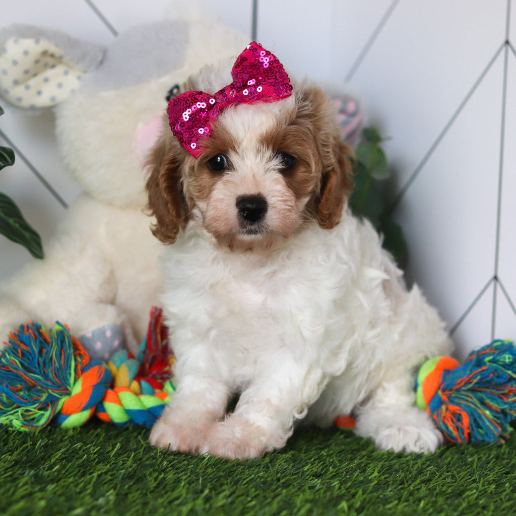 Chrissy - Available Now