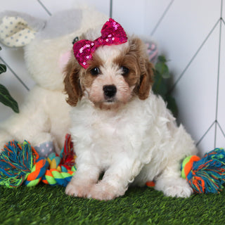 Chrissy - Available Now