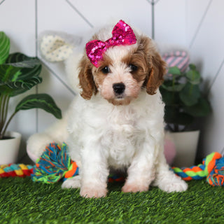 Chrissy - Available Now