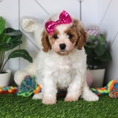 Chrissy - Available 4/16