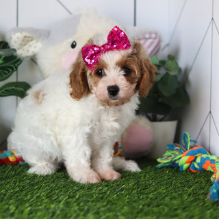 Chrissy - Available Now