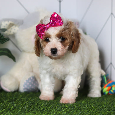 Chrissy - Available 4/16