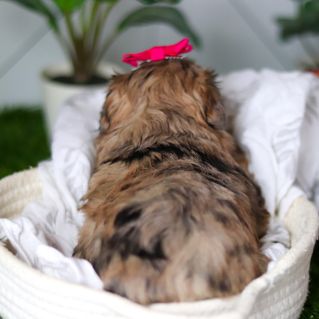 Kendra - Available 2/18