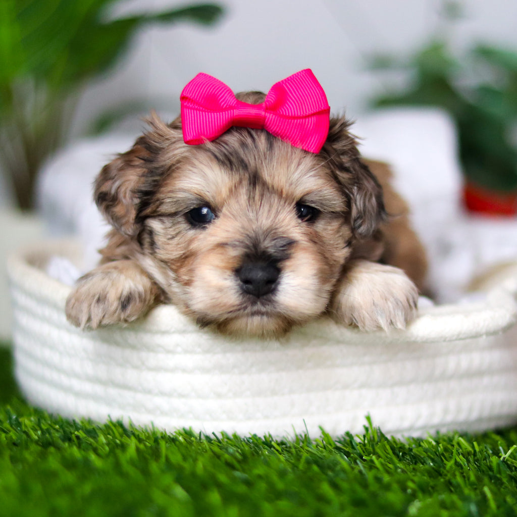 Kendra - Available 2/18