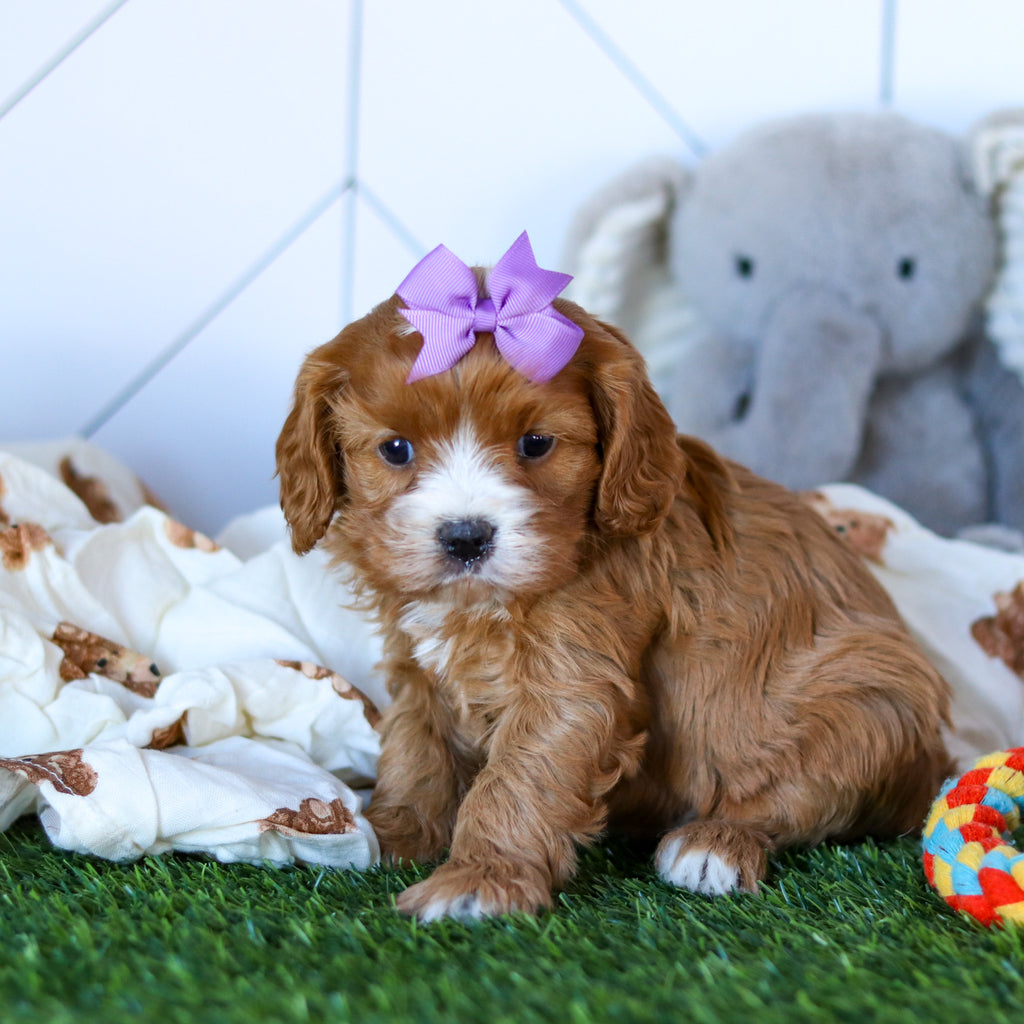 Winnie - Available Now