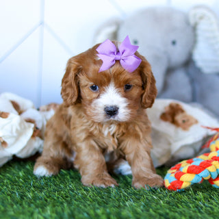 Winnie - Available Now