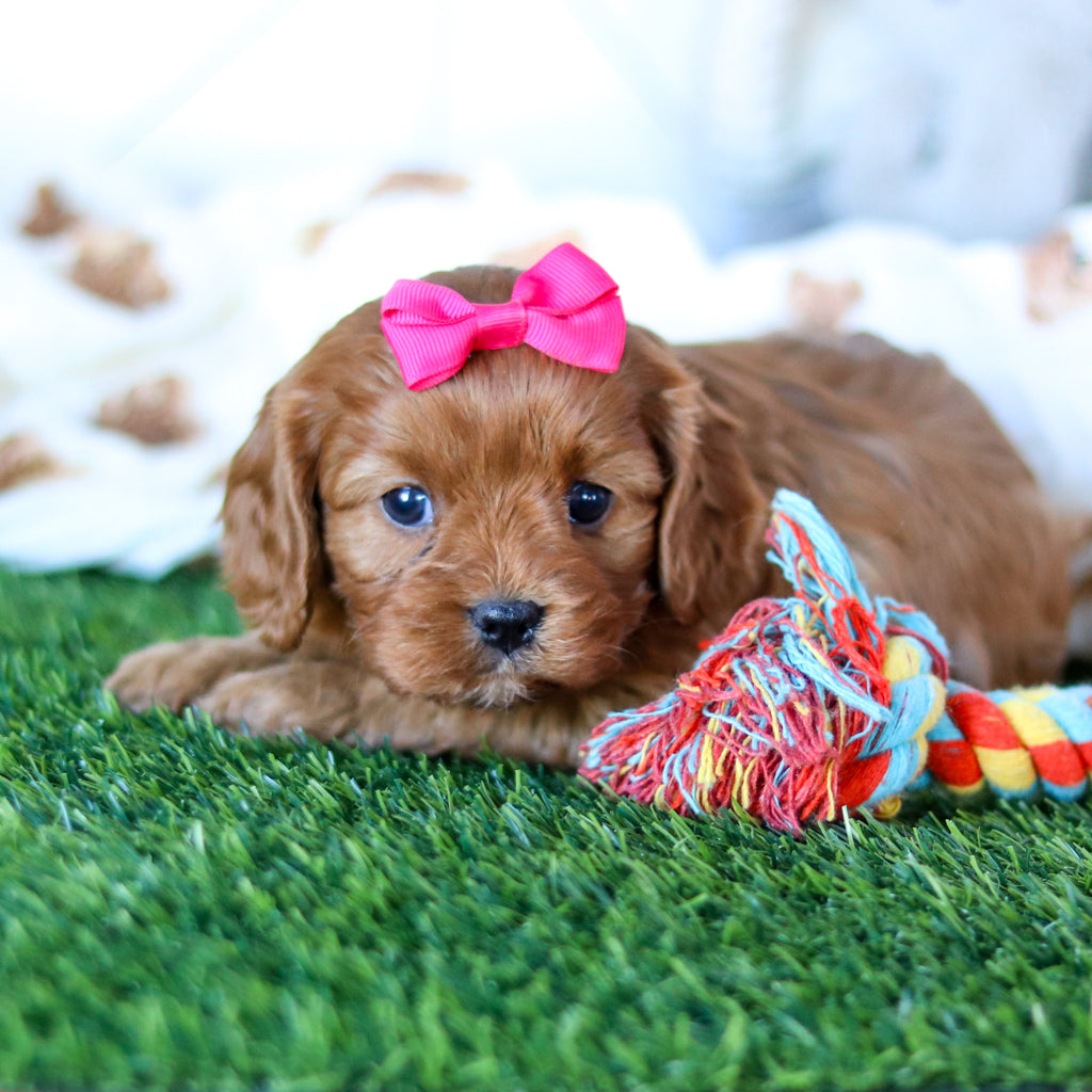 Wilma - Available Now