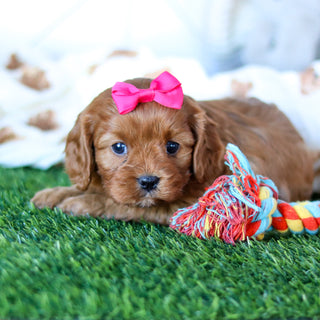 Wilma - Available Now