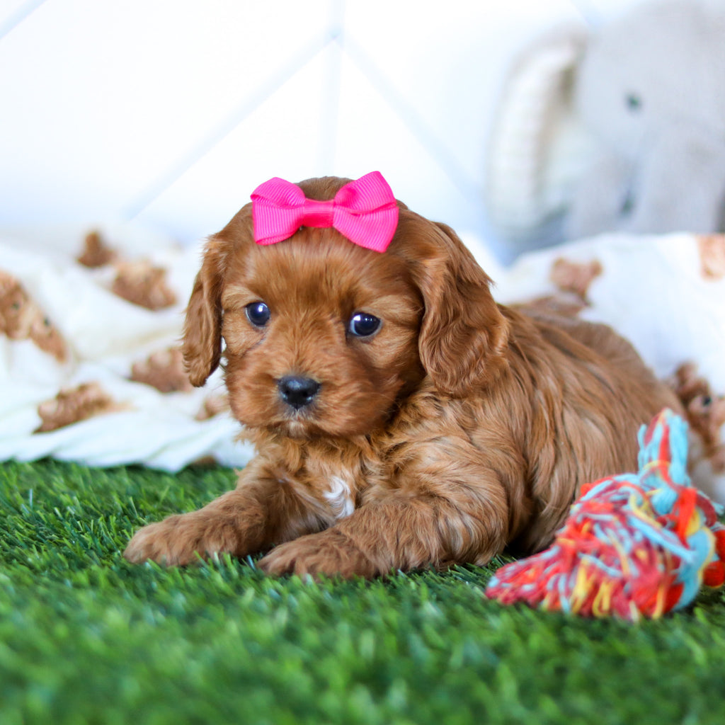 Wilma - Available Now