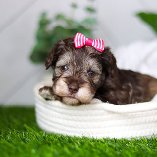 Zendaya - Available 2/18