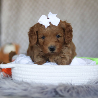 Ellie - Available 5/7