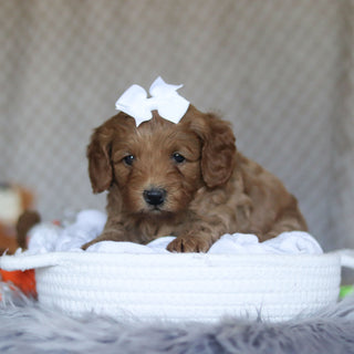 Ellie - Available 5/7