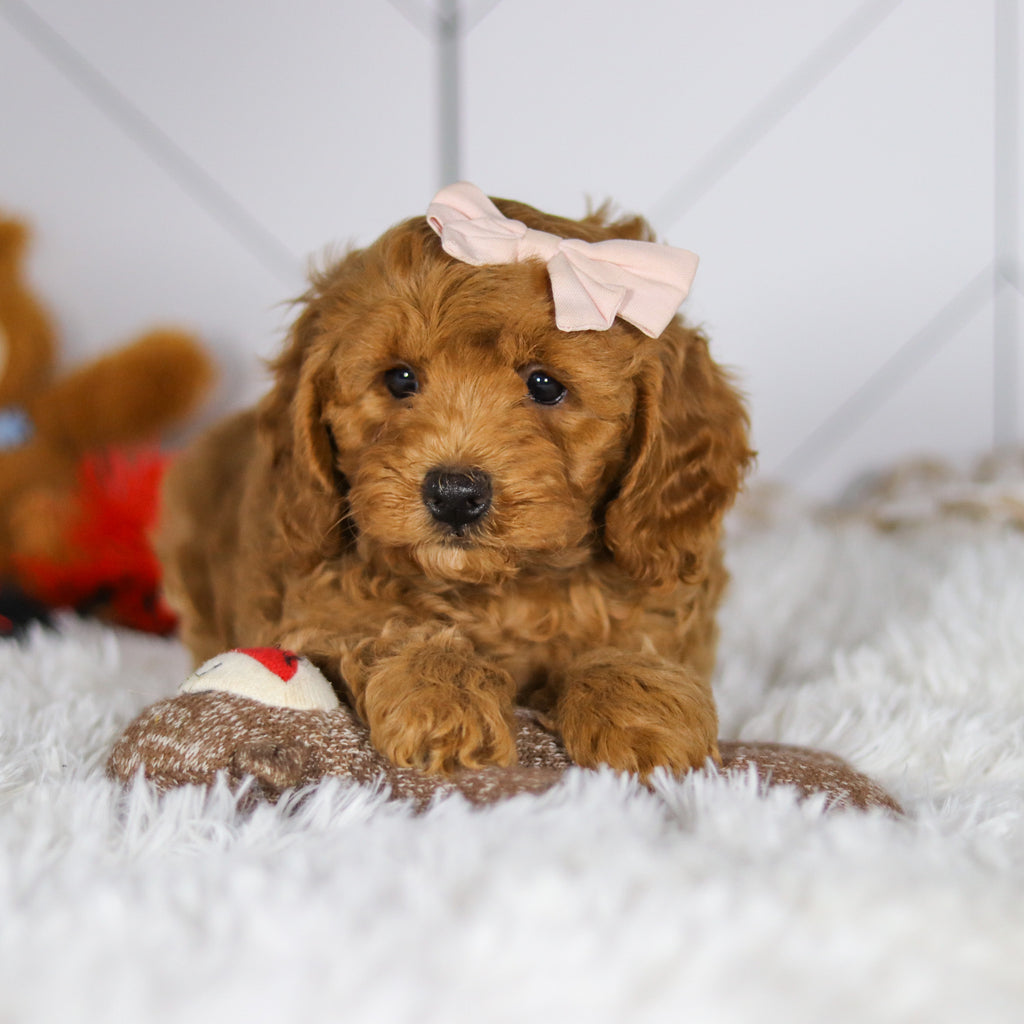Ellie - Available Now