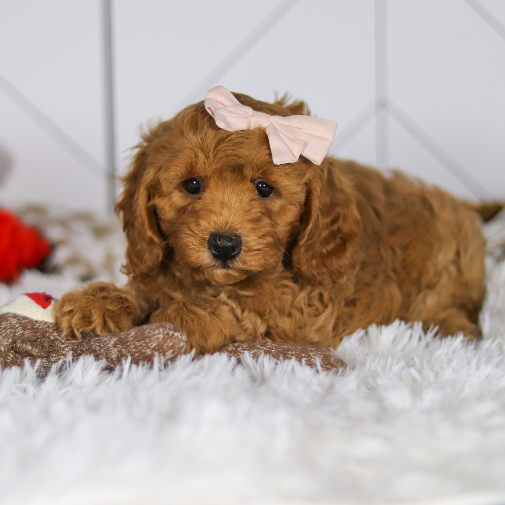 Ellie - Available Now