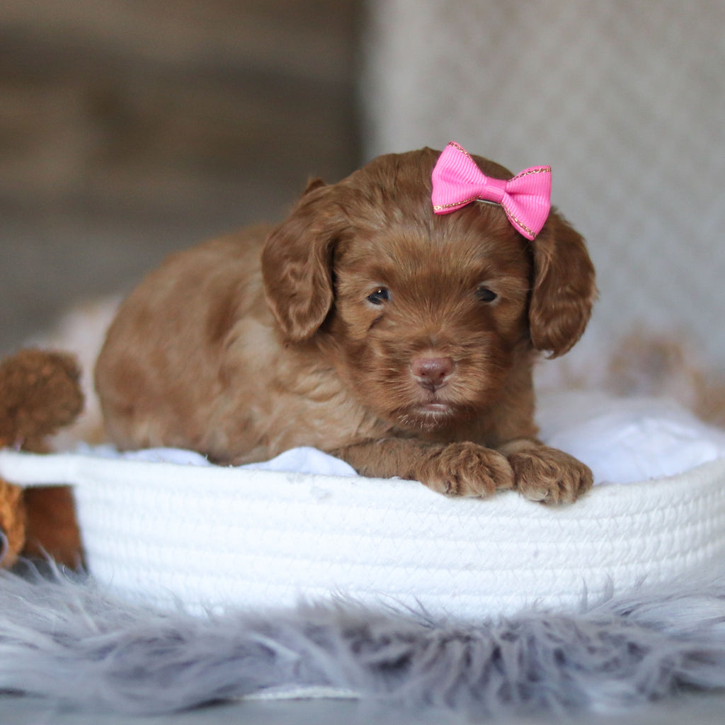 Ember - Available 5/7