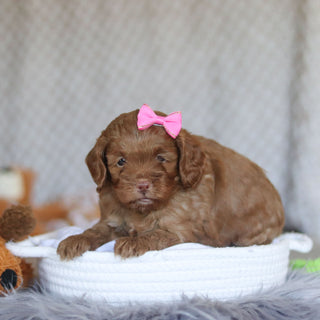 Ember - Available 5/7