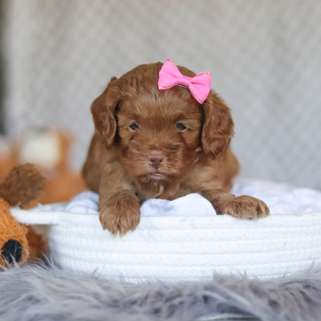 Ember - Available 5/7