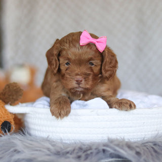 Ember - Available 5/7