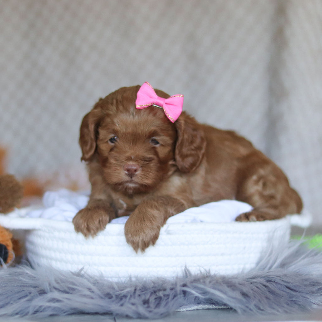 Ember - Available 5/7