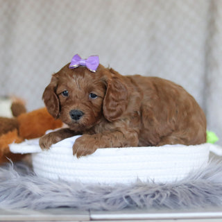 Elsie - Available 5/7