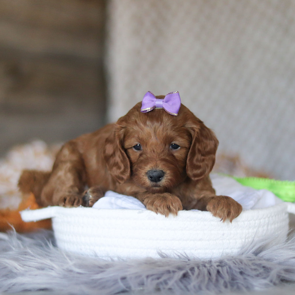 Elsie - Available 5/7