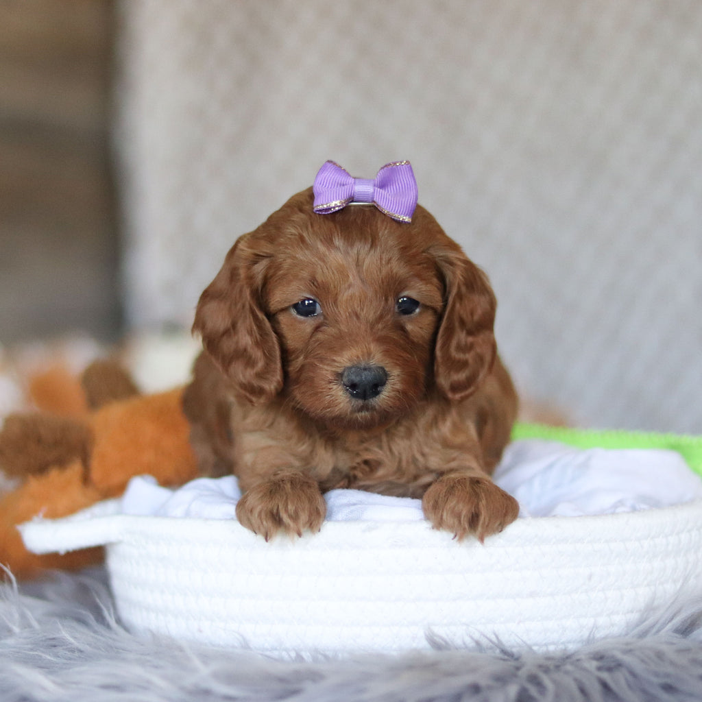 Elsie - Available 5/7