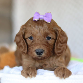 Elsie - Available 5/7