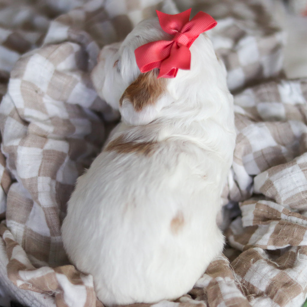 Dolly - Available 6/4