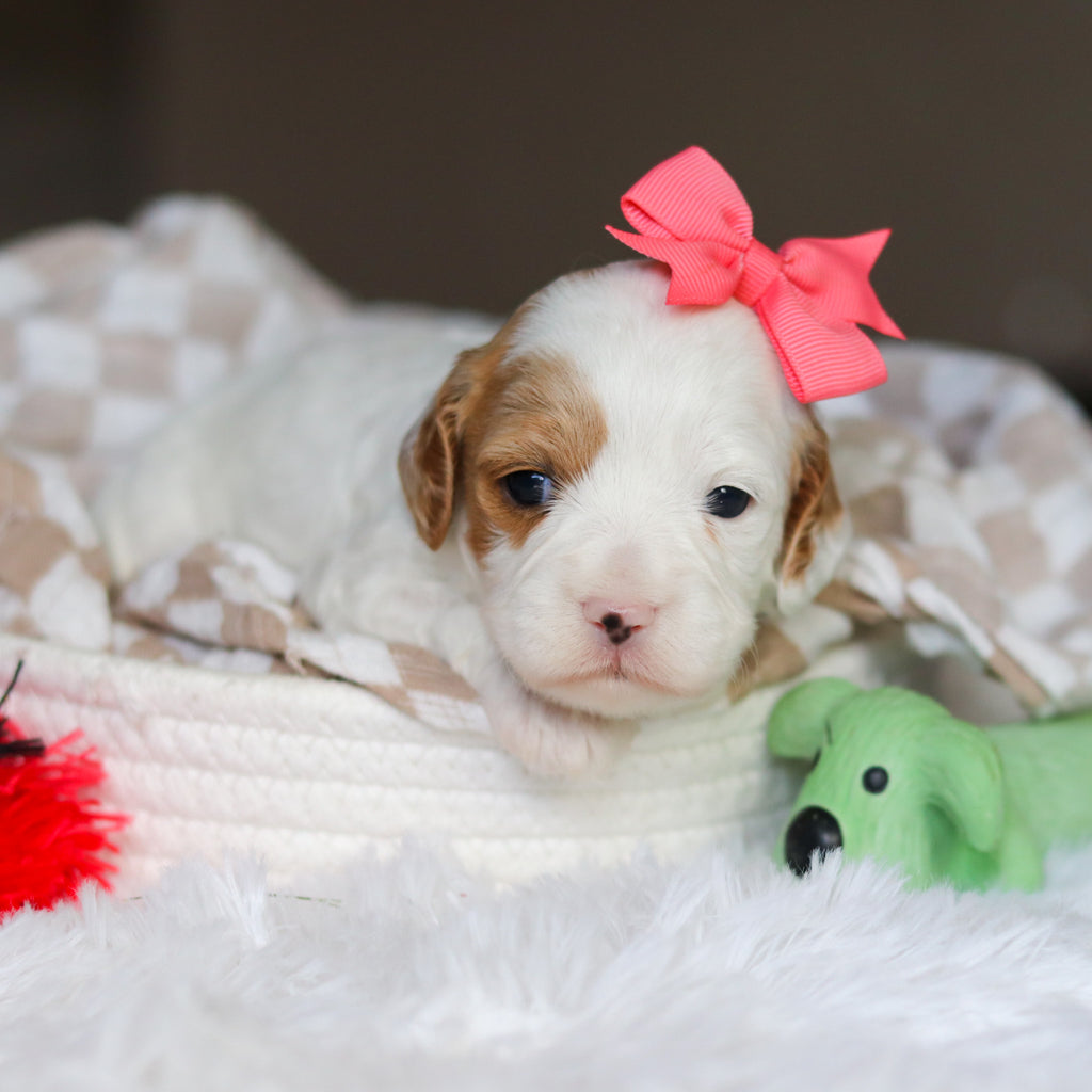 Dolly - Available 6/4