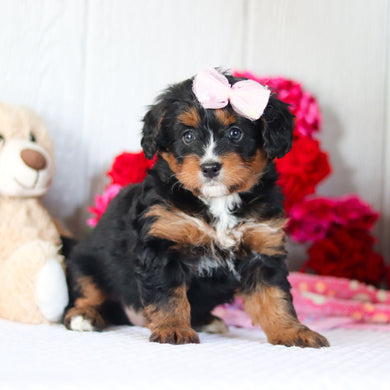 Nola - Available 2/26