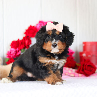 Nettie - Available 2/26