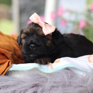 Dolly